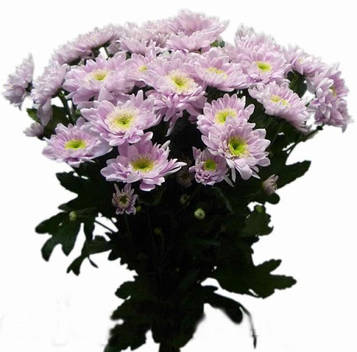 Хризантема Моно Ліза (зкс)