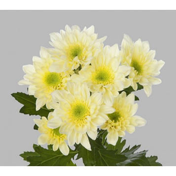 Хризантема Радість лимонна (158) (зкс)