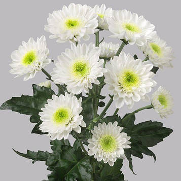 Хризантема Радість біла (153) (зкс)