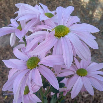 Хризантема гілкова Стилінг (зкс)