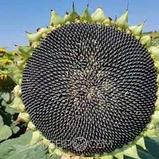 Насіння соняшника очищене вагове, фото 3