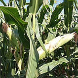 Насіння Кукурудзи ПОРУМБЕНІ 461 МРФ (ФАТ 360) Югагросервіс, фото 2