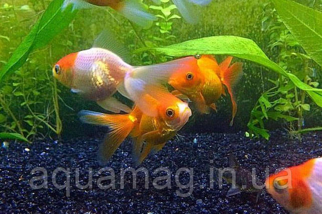 Корм для риб Saki-Hikari Fancy Goldfish Balance Sinking потопаючий 1 kg, для ставкових риб, фото 2