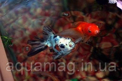 Корм для риб Saki-Hikari Fancy Goldfish Color Enhancing Sinking тоне 1 kg, для ставкових риб, фото 4