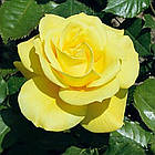 Саджанці спрей троянди Фрезія (Friesia), фото 2