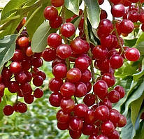 Чорнина віргінська (Prunus virginiana)