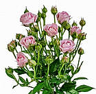 Саджанці спрей троянди Лаванда (Lavanda), фото 2
