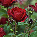 Саджанці спрей троянди Лаваглут (Lavaglut), фото 2