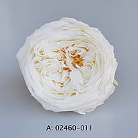 Стабілізовані троянди "Темрі", 8 бут., А:011