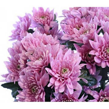 Хризантема Мондо (зкс)