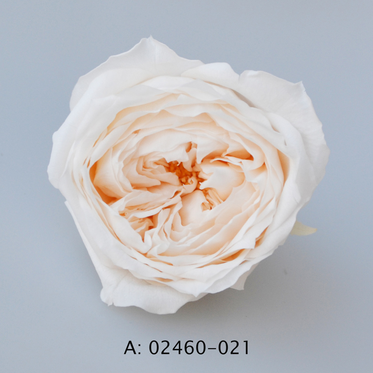 Стабілізовані троянди "Темрі", 8 бут., А:021