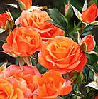 Саджанці спрей троянди Бебі (Baby), фото 3