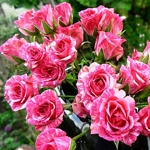 Саджанці спрей троянди Пінк Флеш (Pink Flash)