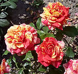 Троянда Фаєр Флеш. Компактна спрей-роза, фото 5