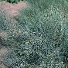 Саджанці Ефедри (Хвойник  Ephedra), фото 1