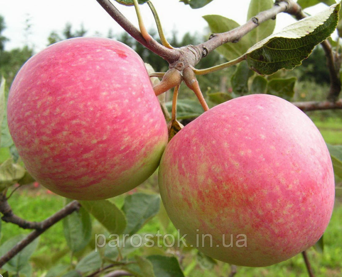 Яблуня Мавка. (ММ106). (ввв/кр). Пізньозимовий сорт
