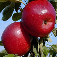 Яблуня Ред Топаз. (М.26). Зимовий сорт