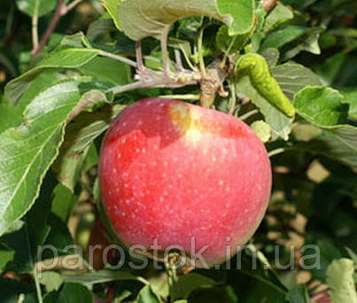 Яблуня Ренора. (54-118). (в). Зимовий сорт