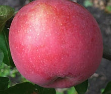 Саджанці яблуні Флорина. (М.9). (в). Зимовий сорт