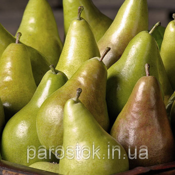 Груша Конкорд. (Айва Елін). Осінній сорт. (вс), фото 1
