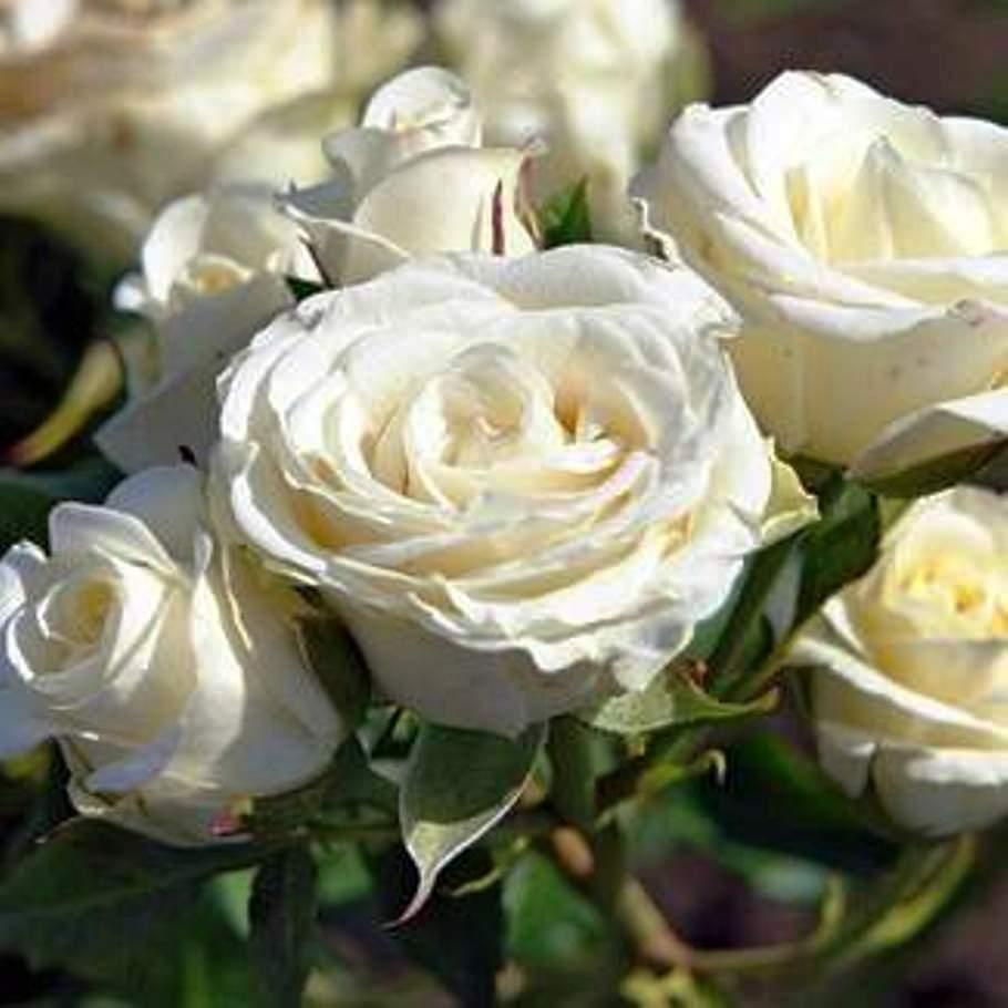 Саджанці спрей троянди Вайт Лідія (White Lydia)