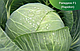 Насіння капусти Рапідіон F1/Rapidion F1 2500 насіння Seminis, фото 4