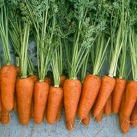 ШАНТАНЕ РЕД КОРЕД (0,5кг) — морква, Vilmorin (Hazera)