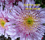 Хризантема корейські Рожеві щічки, фото 2