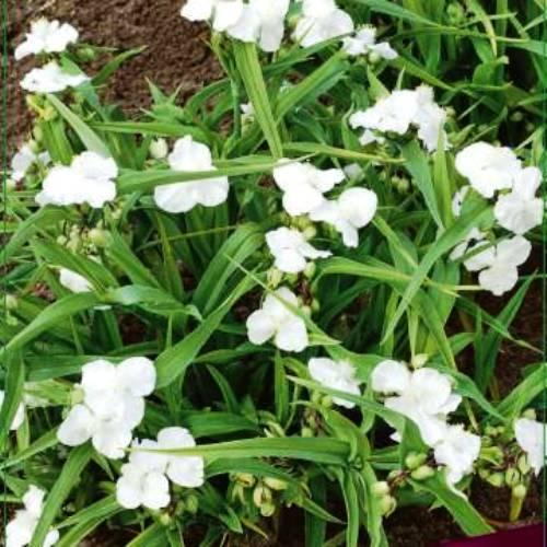 Бейнеде кастрацияланған транссексуалдар