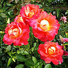 Саджанці паркової троянди Декор Арлекін (Decor Arlequin), фото 2