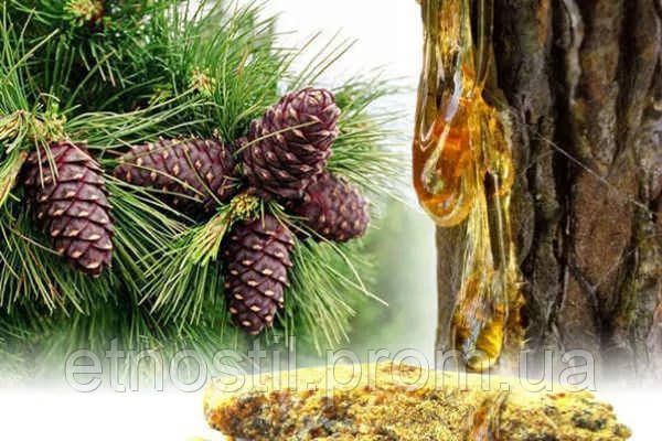 Лікувальні властивості живиці