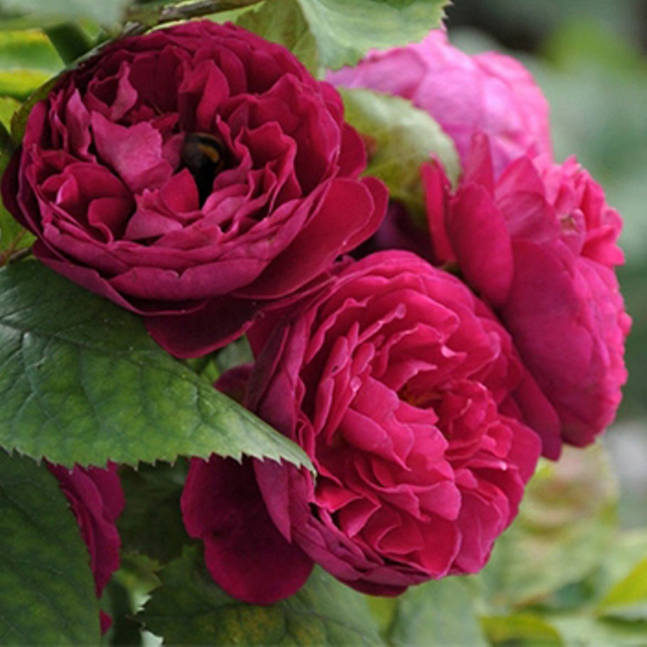 Саджанці паркової троянди Бісентенер де Гійо (Bicentenaire de Guillot)