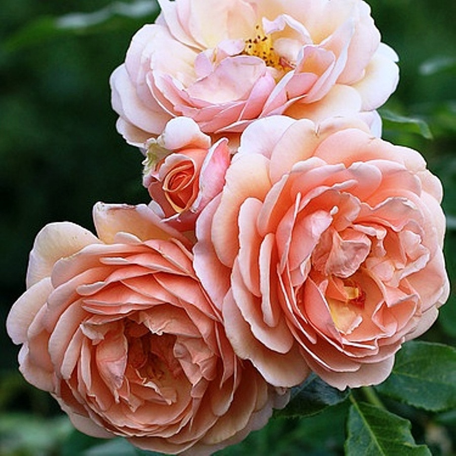 Саджанці кущової троянди Елізабет Стюарт (Elizabeth Stuart)