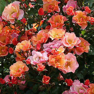 Саджанці ґрунтопокривної троянди Джаз (Rose Jazzz)
