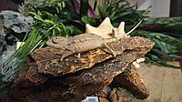 Пантеровый хамелеон (Furcifer Pardalis).