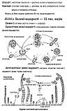 Біологія 6-11 клас. Поняття, терміни, таблиці, схеми. Сухомлін Н., фото 5