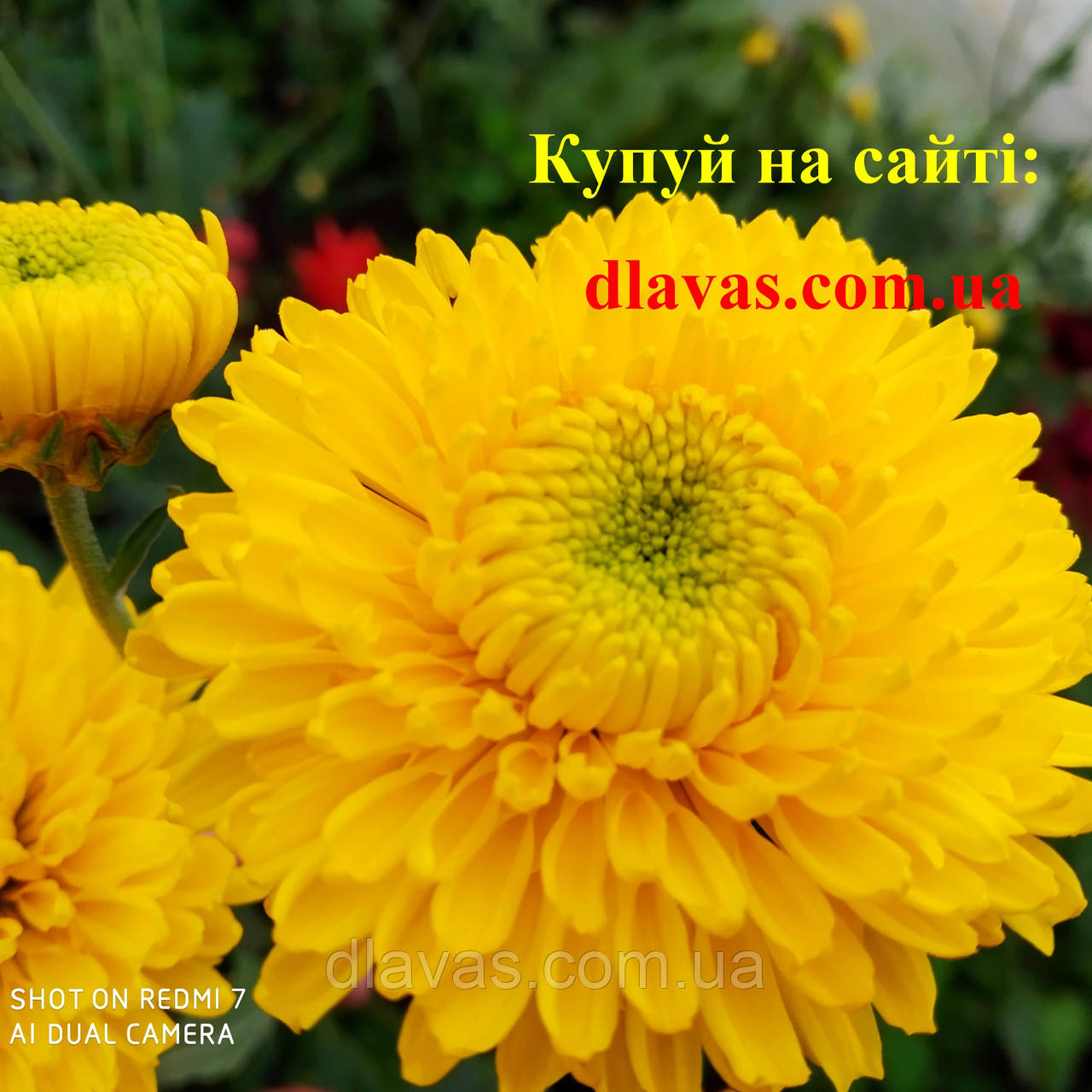 Хризантема корейська жовтка - фото 1 - id-p1115744110