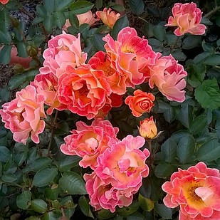 Саджанці ґрунтопокривної троянди Бессі (Rose Bessy)