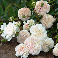 Саженцы почвопокровной розы Свани (Rose Swany)