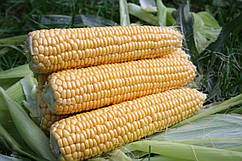Насіння цукрової кукурудзи Світ Нагет F1 1000 насіння Agri Saaten