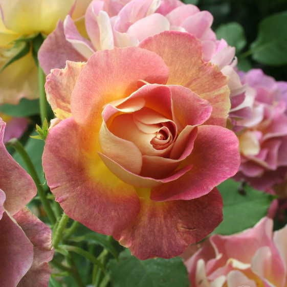 Саджанці кущової троянди Прієр де Сен Косм (Rose Prieure de Saint Cosme)