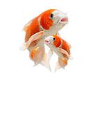 Корм для коропів коі