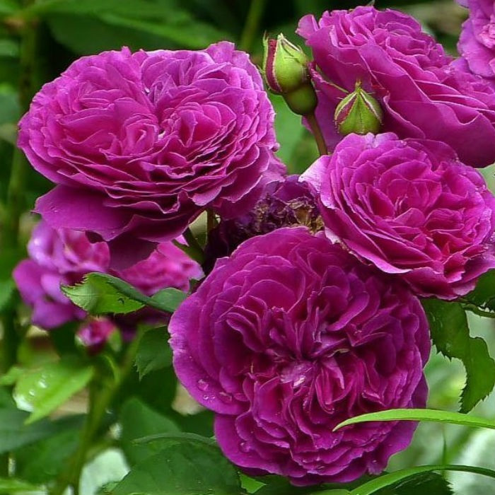Саджанці кущової троянди Перпл Лодж (Purple Rose Lodge)