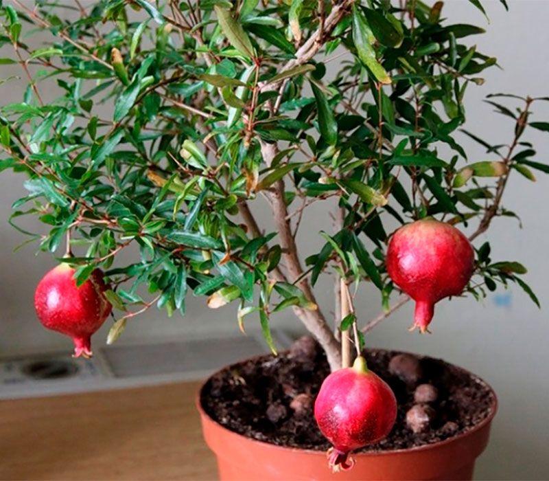 Гранат кімнатний (контейнер)/Punica granatum Nana 1 рік (горщик), фото 1