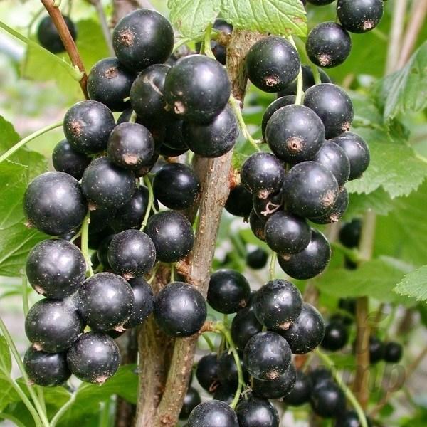 Смородина чорна " Аметист ", фото 1