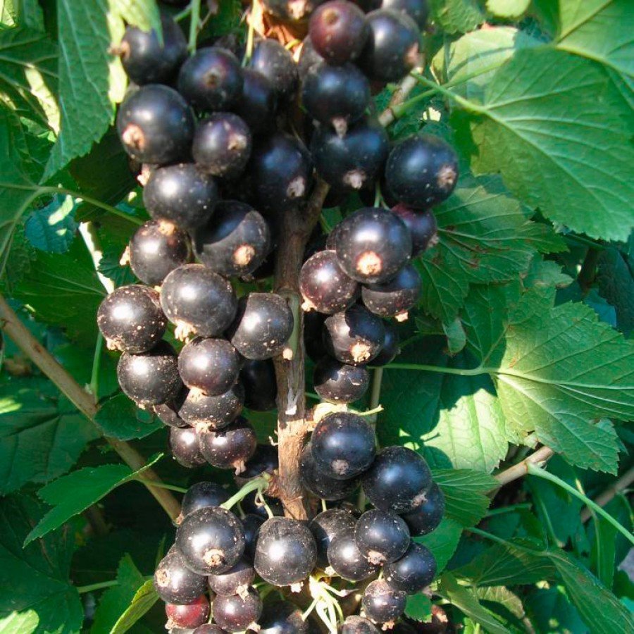 Смородина чорна " Краса Львову ", фото 1