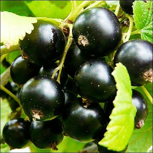 Смородина чорна " Ювілейна копаня "(ВКС), фото 1