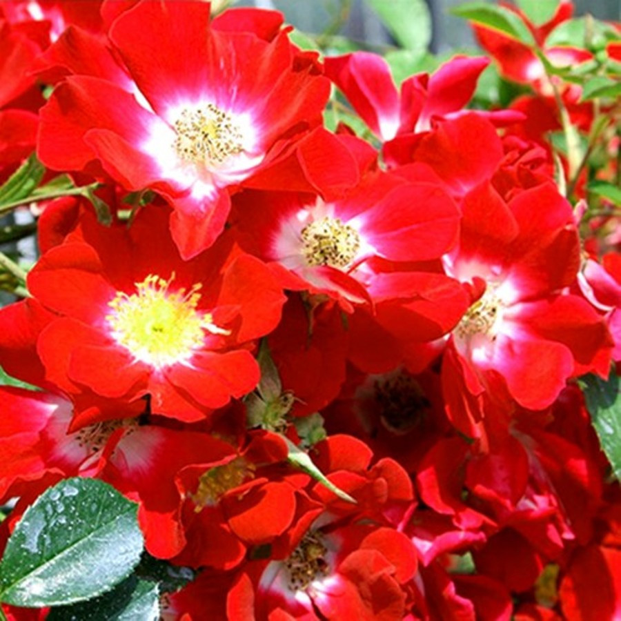 Саджанці ґрунтопокривної троянди Руж Мейяндекор (Rose Rouge Meillandecor)