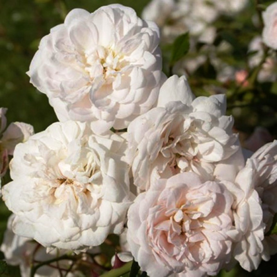 Саджанці ґрунтопокривної троянди Перпл Мейяндекор (Rose Perle Meillandecor)