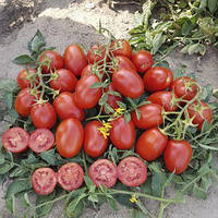 9905 F1 - насіння детермінантного томату, 100000 нас., середньостиглий, насичено-червоний, Lark Seeds